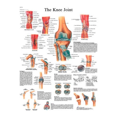 Fabrication Enterprises 3B Anatomical Chart - Knee Joint, Laminated 12-4611L